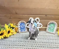 Bun, a female Whippet for sale in Caryville, FL – 3 of 10