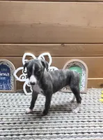 Onyx, a male Whippet for sale in Caryville, FL – 8 of 8