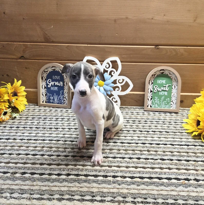 Atlas – Whippet puppy for sale in Caryville, FL