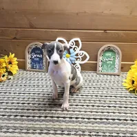 Atlas, a male Whippet for sale in Caryville, FL – 1 of 9