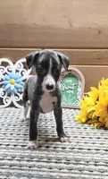 Onyx, a male Whippet for sale in Caryville, FL – 2 of 8