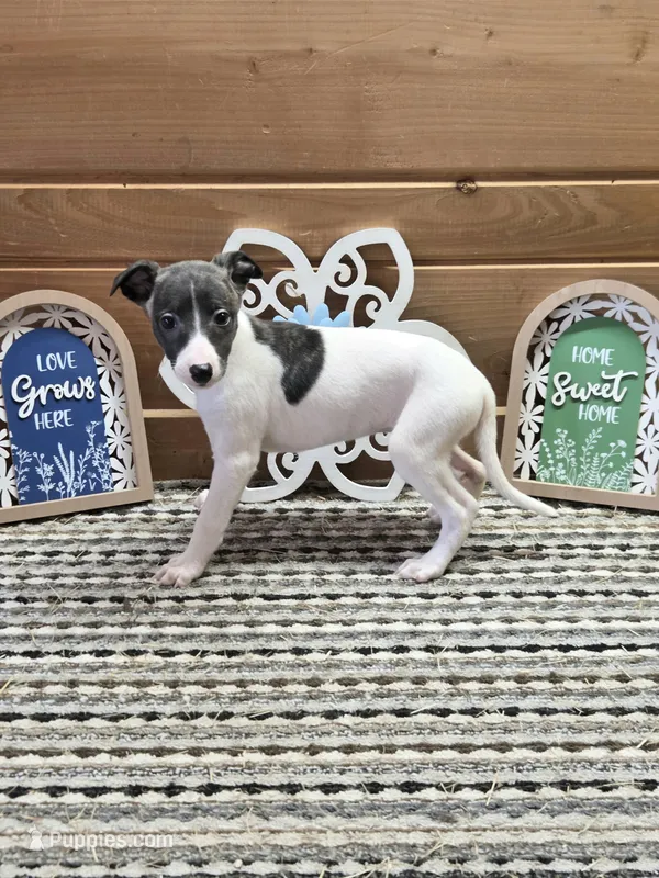 Moyo – Whippet puppy for sale in Caryville, FL