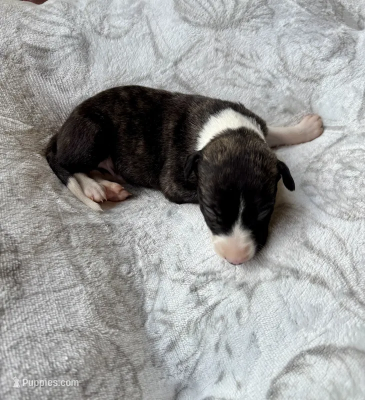 Boy 3 – Whippet puppy for sale in Caryville, FL