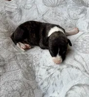 Boy 3, a male Whippet for sale in Caryville, FL – 1 of 2