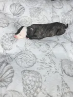 Girl 1, a female Whippet for sale in Caryville, FL – 2 of 3