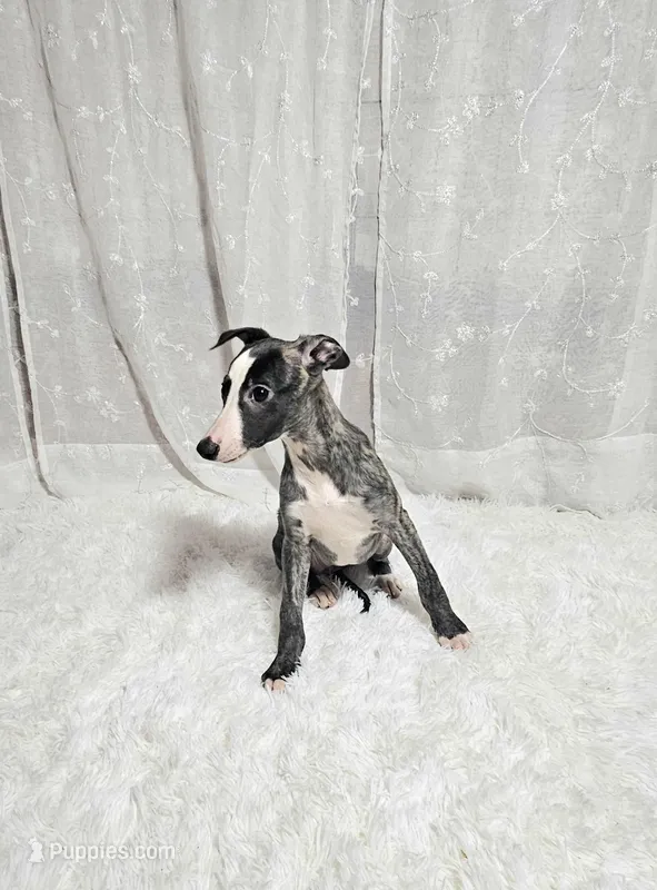 Honey, a female Whippet for sale in Caryville, FL – Photo 1 of 4