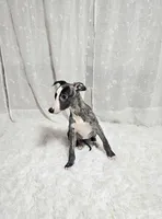 Honey, a female Whippet for sale in Caryville, FL – Photo 1 of 4