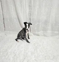 Honey, a female Whippet for sale in Caryville, FL – Photo 2 of 4