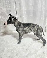 Honey, a female Whippet for sale in Caryville, FL – Photo 3 of 4