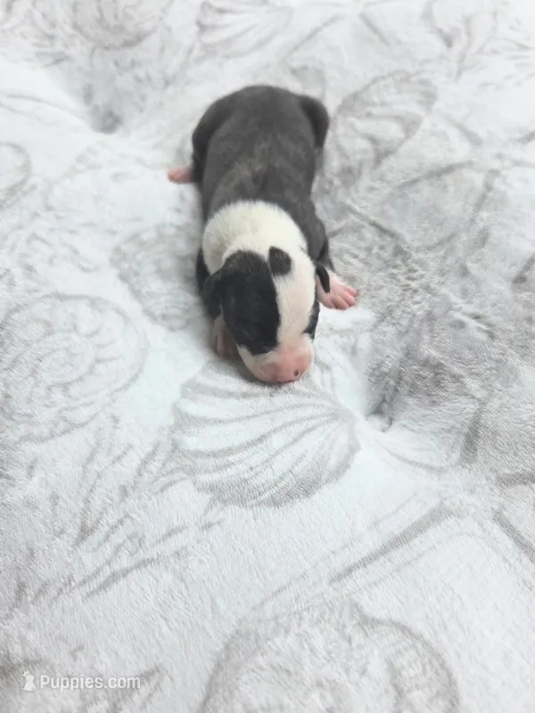 Girl 2 – Whippet puppy for sale in Caryville, FL