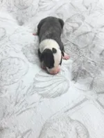 Girl 2, a female Whippet for sale in Caryville, FL – 1 of 3