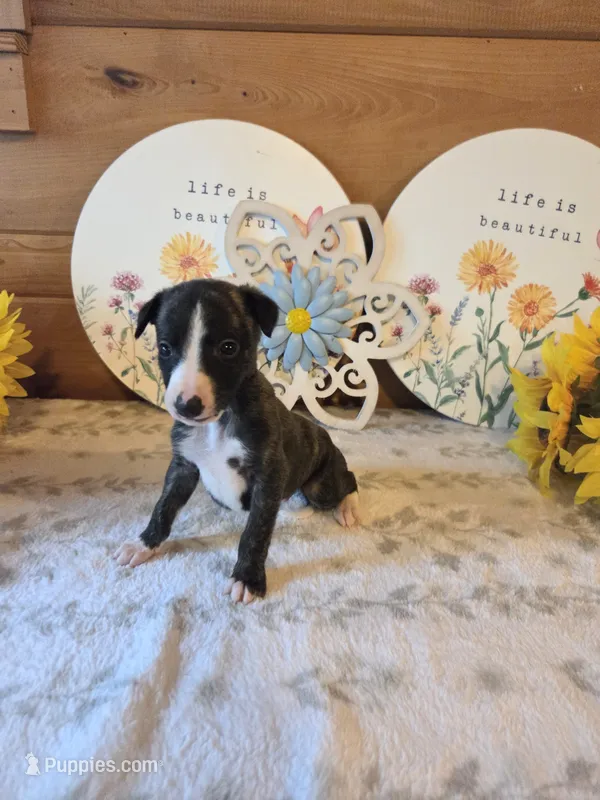 Boy 6 – Whippet puppy for sale in Caryville, FL