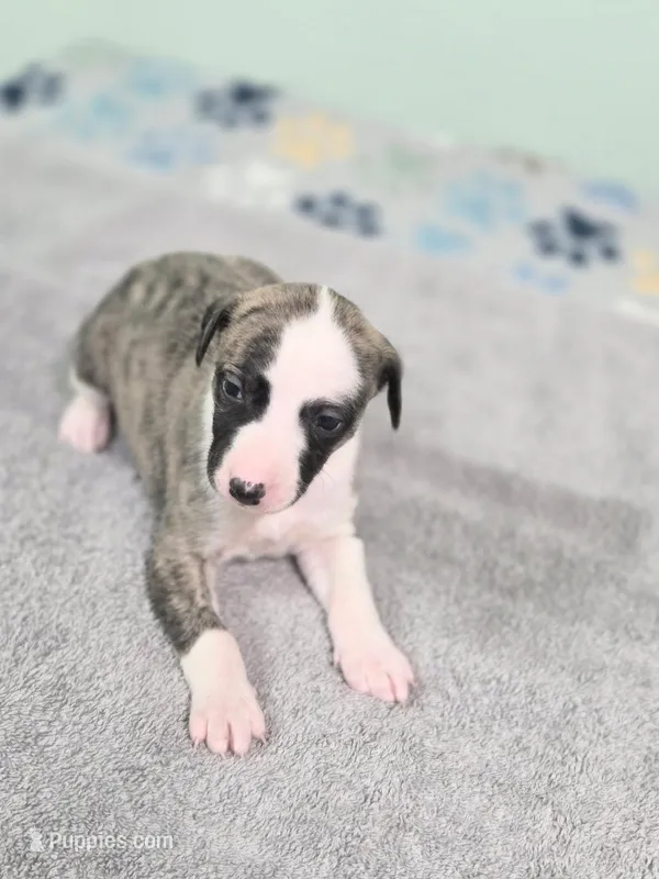 Major – Whippet puppy for sale in Caryville, FL