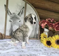 Major, a male Whippet for sale in Caryville, FL – Photo 3 of 7