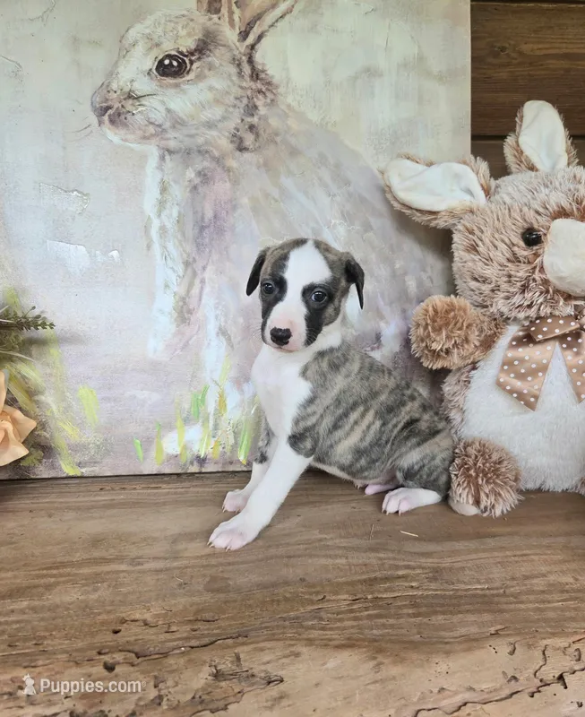 Major – Whippet puppy for sale in Caryville, FL