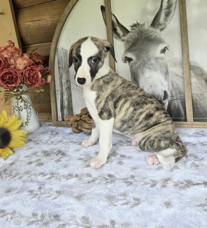 Major, a male Whippet for sale in Caryville, FL – Photo 1 of 7