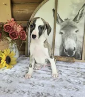 Major, a male Whippet for sale in Caryville, FL – Photo 2 of 7