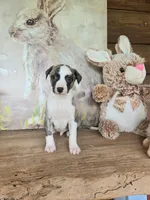 Major, a male Whippet for sale in Caryville, FL – Photo 5 of 7