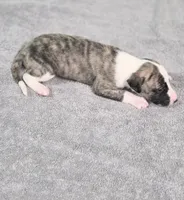 Major, a male Whippet for sale in Caryville, FL – Photo 2 of 2