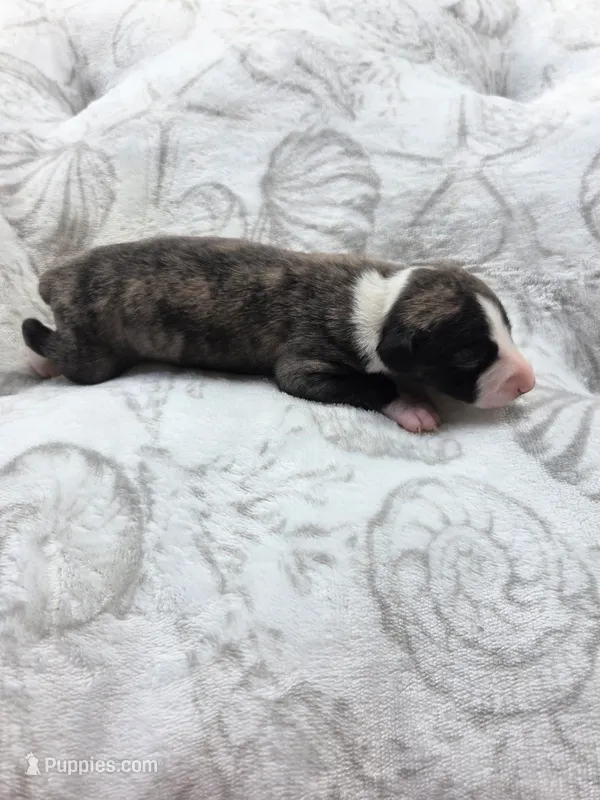 Boy 5  – Whippet puppy for sale in Caryville, FL
