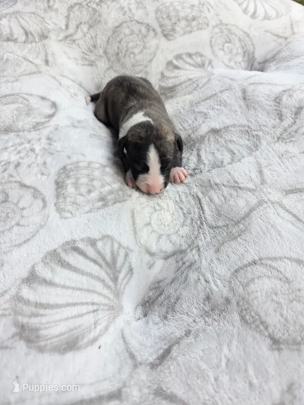 Boy 5  – Whippet puppy for sale in Caryville, FL