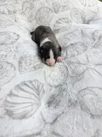Boy 5 , a male Whippet for sale in Caryville, FL – 1 of 2