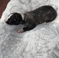 Boy 4, a male Whippet for sale in Caryville, FL – 2 of 3