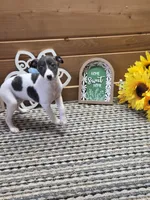Moyo, a female Whippet for sale in Caryville, FL – 2 of 9