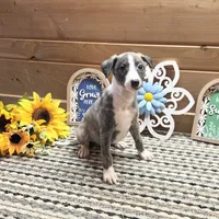  Macchiato , a male Whippet for sale in Caryville, FL – 3 of 7