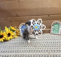Bun, a female Whippet for sale in Caryville, FL – 2 of 10