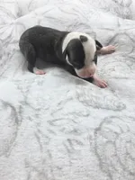 Girl 2, a female Whippet for sale in Caryville, FL – 2 of 3