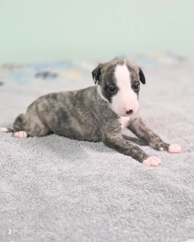 Tom – Whippet puppy for sale in Caryville, FL