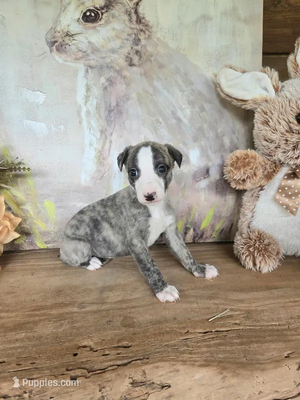 Tom – Whippet puppy for sale in Caryville, FL