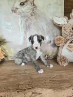 Tom, a male Whippet for sale in Caryville, FL – Photo 3 of 6