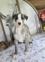 Tom, a male Whippet for sale in Caryville, FL – Photo 2 of 6