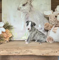 Tom, a male Whippet for sale in Caryville, FL – Photo 4 of 6