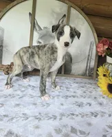 Tom, a male Whippet for sale in Caryville, FL – Photo 1 of 6