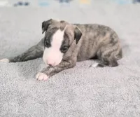 Tom, a male Whippet for sale in Caryville, FL – Photo 2 of 2