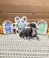 Tsuki, a female Whippet for sale in Caryville, FL – 2 of 8
