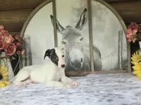 Powder Puff, a female Whippet for sale in Caryville, FL – Photo 2 of 6