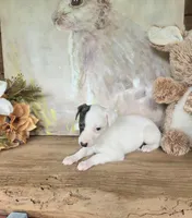 Powder Puff, a female Whippet for sale in Caryville, FL – Photo 4 of 6