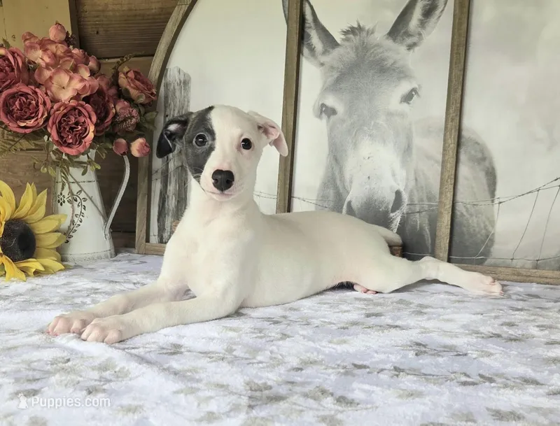 Powder Puff – Whippet puppy for sale in Caryville, FL