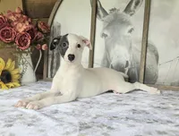 Powder Puff, a female Whippet for sale in Caryville, FL – Photo 1 of 6