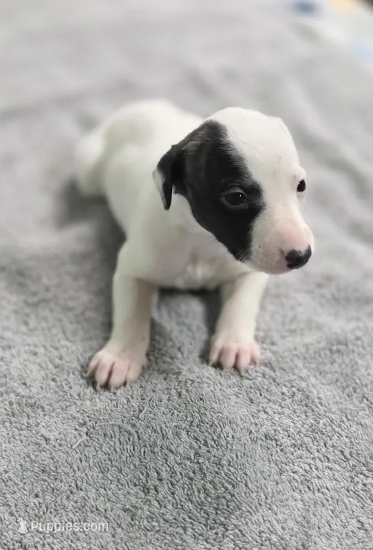 Powder Puff – Whippet puppy for sale in Caryville, FL