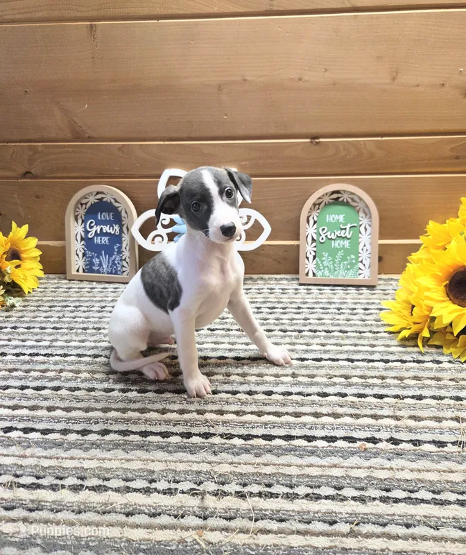 Domino – Whippet puppy for sale in Caryville, FL