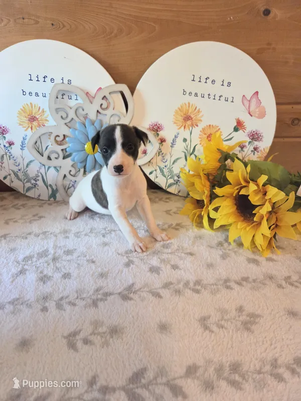Boy 8 – Whippet puppy for sale in Caryville, FL