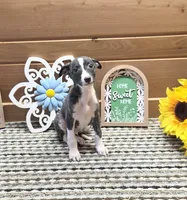 Nero, a male Whippet for sale in Caryville, FL – 3 of 8