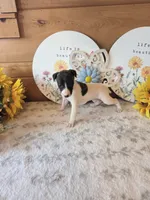 Moyo, a female Whippet for sale in Caryville, FL – 6 of 9