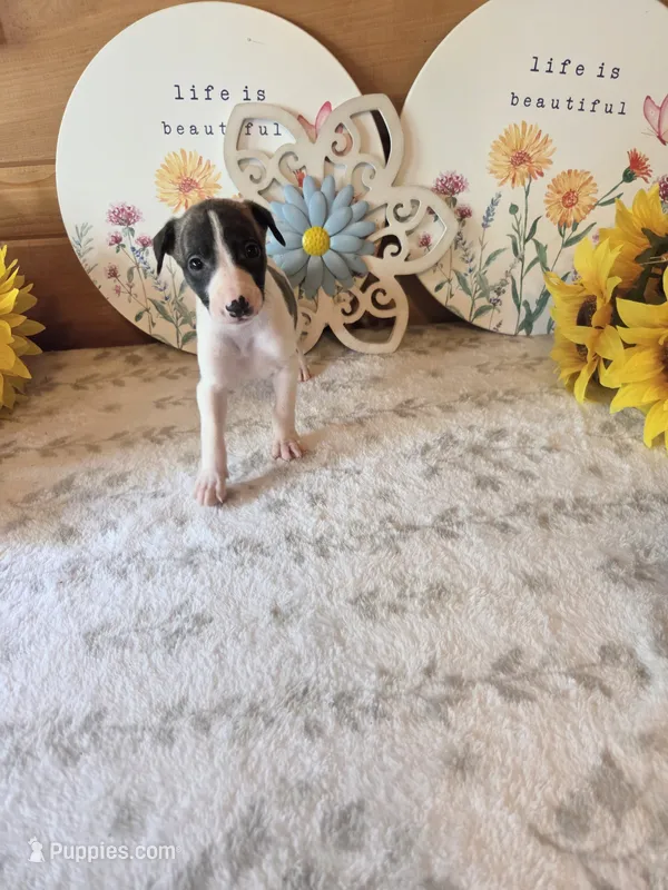 Boy 7 – Whippet puppy for sale in Caryville, FL
