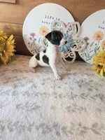 Moyo, a female Whippet for sale in Caryville, FL – 4 of 9